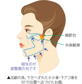 美整顔の豆知識